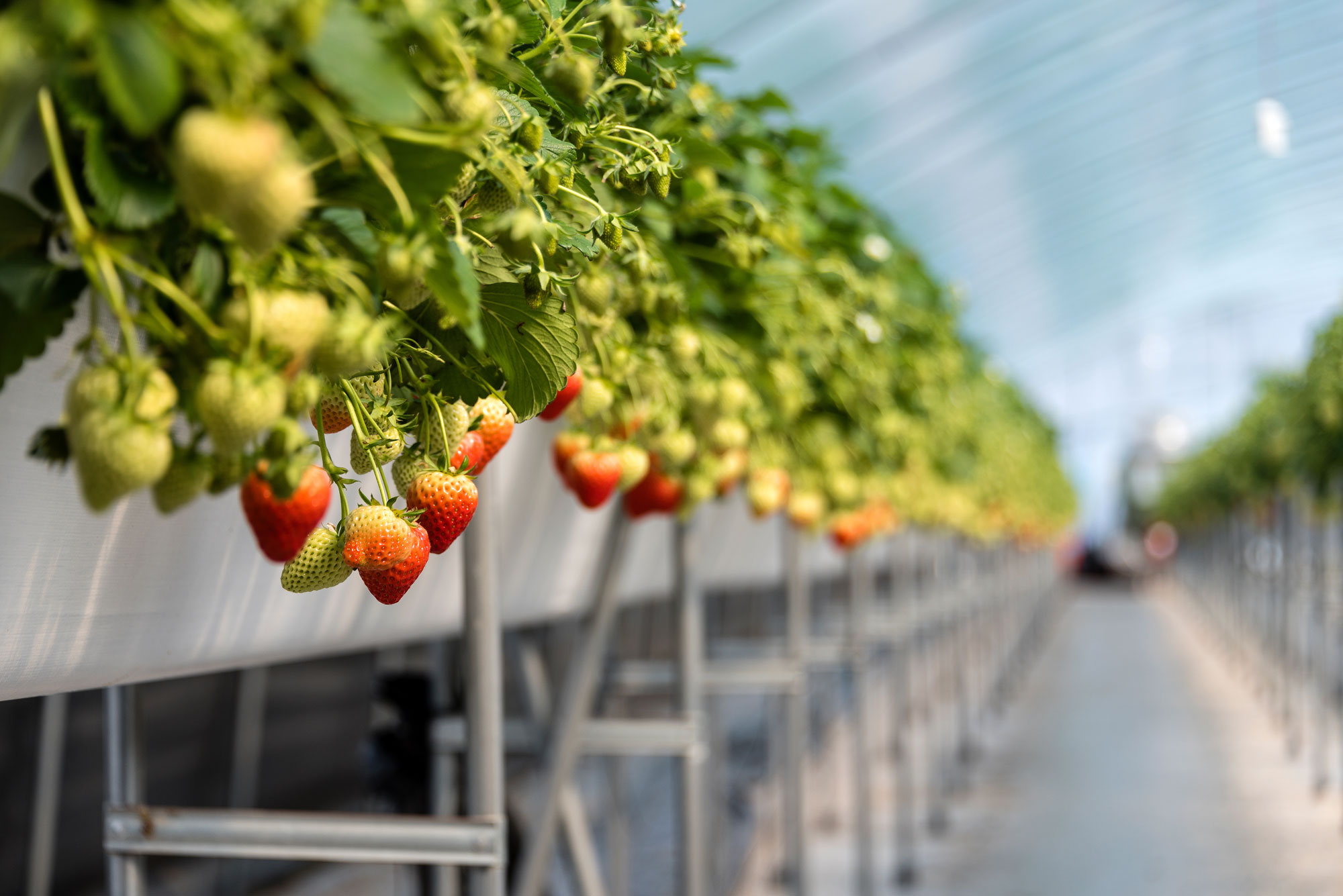 farmlink01